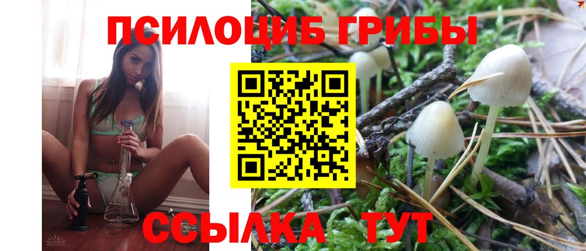 Псилоцибиновые грибы Psilocybe Апшеронск